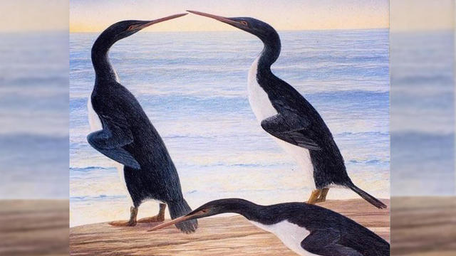 prehistoric-penguins-promo.jpg 