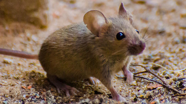 mouse-generic-getty-images.jpg 