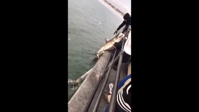 A shark is reeled onto the Huntington Beach Pier in Huntington Beach, California, in a video posted to YouTube on Feb. 24, 2017. 