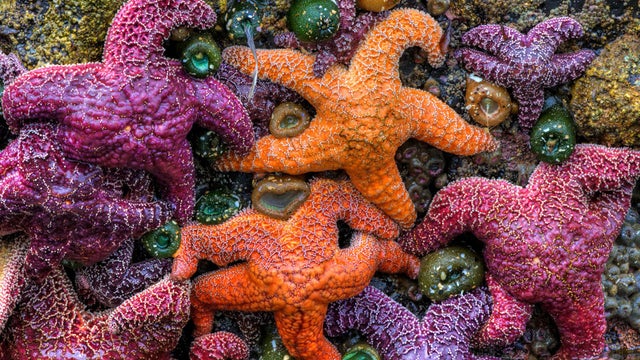 colorful-starfish-green-sea-anemones-marcy-starnes.jpg 