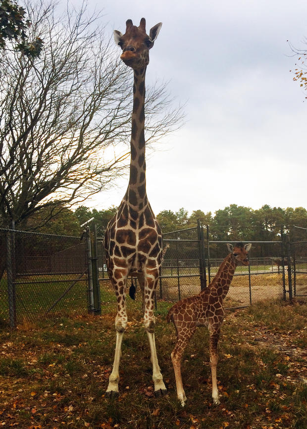 giraffe-baby-mika-and-noel-photo-1-1.jpg 