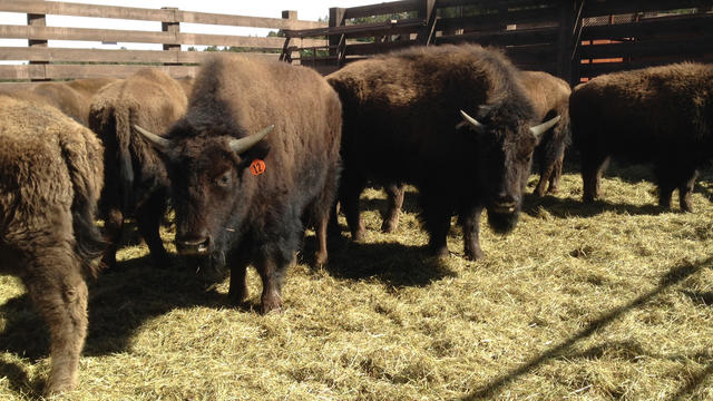 bison-auction1.jpg 