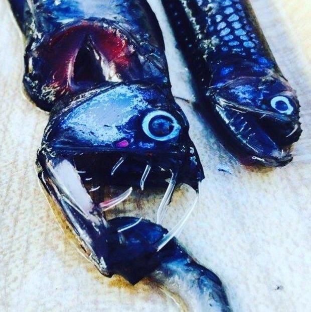 allison-lee-viper-fish.jpg 