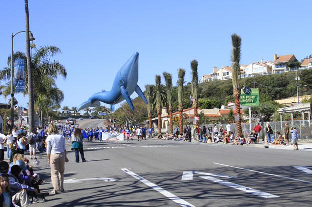 Festival of Whales-Festival of Whales- VERIFIED Ashley Ryan 