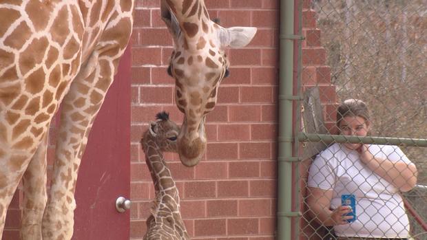 Denver Zoo's Baby Giraffe 'Dobby' Is A Huge Star 