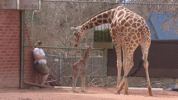 Denver Zoo's Baby Giraffe 'Dobby' Is A Huge Star 