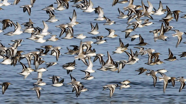 sanderlings-flying-along-atlantic-coast-sherri-obrien-promo.jpg 
