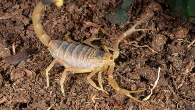 deathstalker-scorpion-getty-promo.jpg 