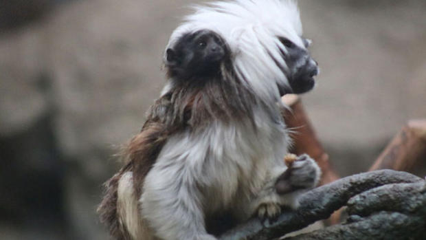 franklin-zoo-monkey-clinging 