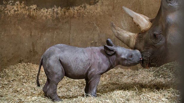 Baby Rhino 1 