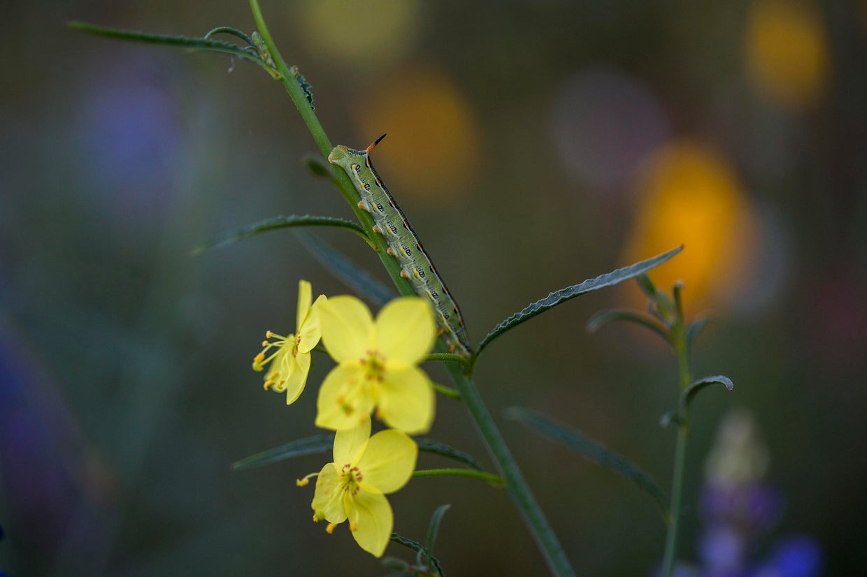 Super bloom: Spectacular spring flowers of 2017