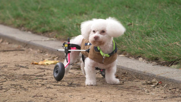 Paralyzed rescue dogs get wheels 