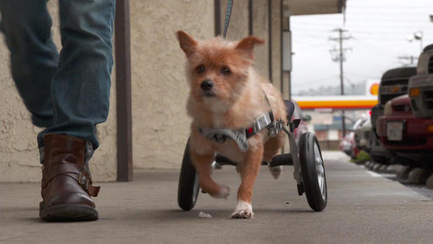 Paralyzed rescue dogs get wheels 
