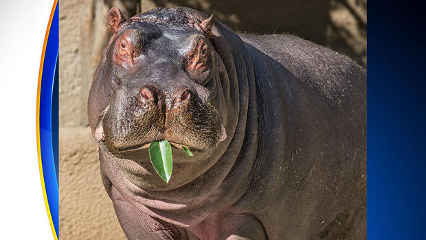 hippo with leaf 