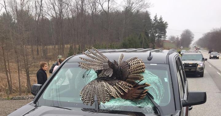 Heads up! 30lb. wild turkey crashes through car windshield CBS News
