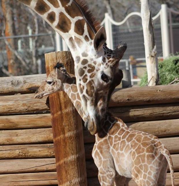 Dobby 1 month old (Denver Zoo) 