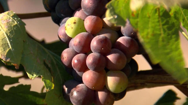 vineyard-grapes-at-rams-gate-winery-promo.jpg 