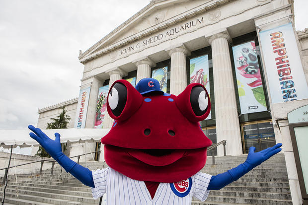 Amphibians mascot in front of Shedd Aquarium with cubs hat and jersey 