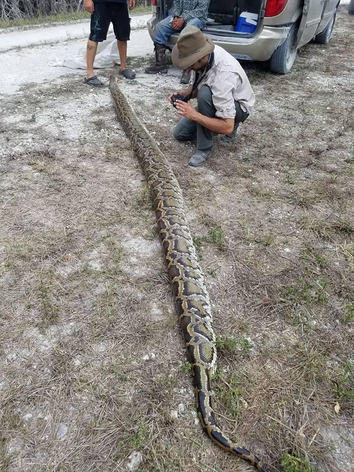 Men catch 15-foot-long, 144-pound python in the Florida Everglades ...