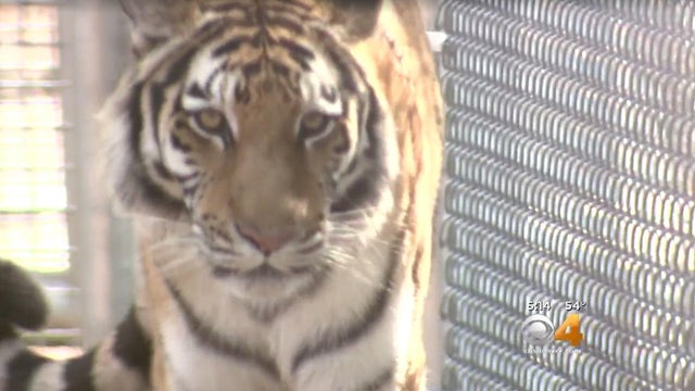 A man is accused of touching a sleeping tiger at an exhibit at the Denver Zoo. 
