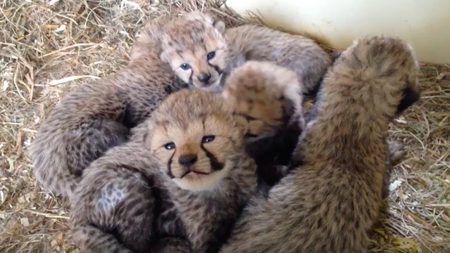 cheetah-group-shot.png 