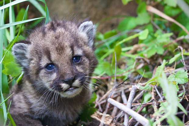 New Lion Kitten In Santa Monica Mountains Could Be Result Of Inbreeding 
