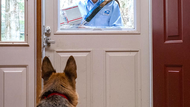 mailman-dog-attacks.jpg 