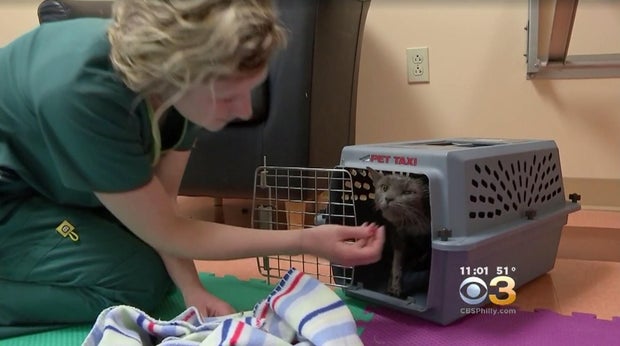 170406-cbs-philly-cat-rescue01.jpg