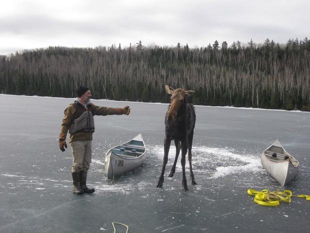 Moose Rescue - Hungry Jack Lake 