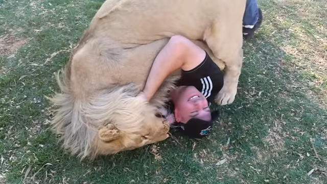 ted-papastefan-wrestles-lion.jpg 