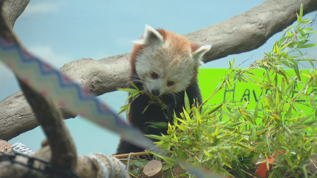 zoo-red-pandas-and-dobby-ec-01-concatenated-105037_frame_9920.png 