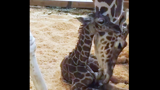 calf2.png 