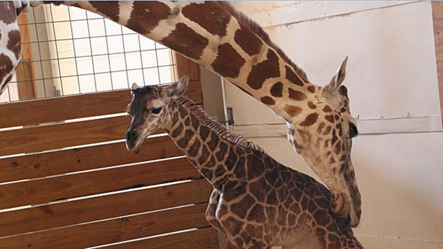 april-giraffe-and-baby.jpg 
