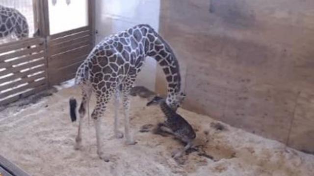 170416-youtube-april-giraffe.jpg 