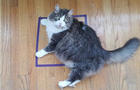 cat-in-square.jpg 
