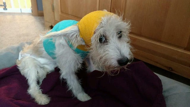 170419-fetching-tails-rescued-pooch-01.jpg 
