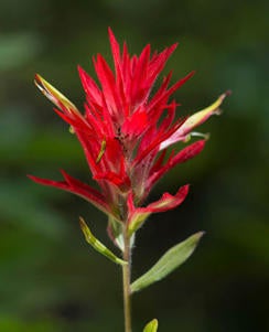 red-indian-paintbrush-verne-lehmberg-244.jpg