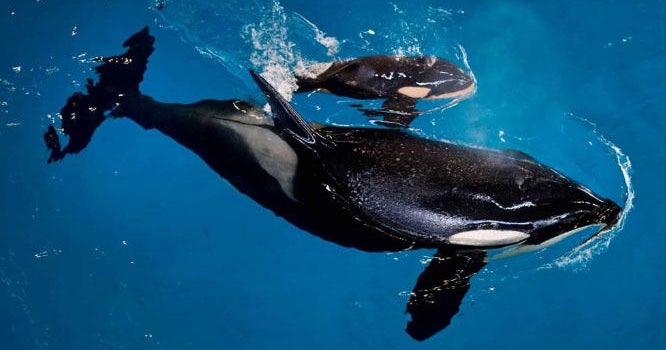 Last SeaWorld orca to be born in captivity arrives CBS News
