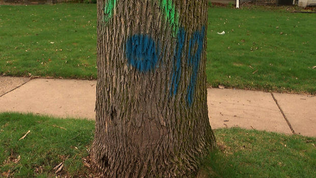 Tree Marked For Removal In Minneapolis 