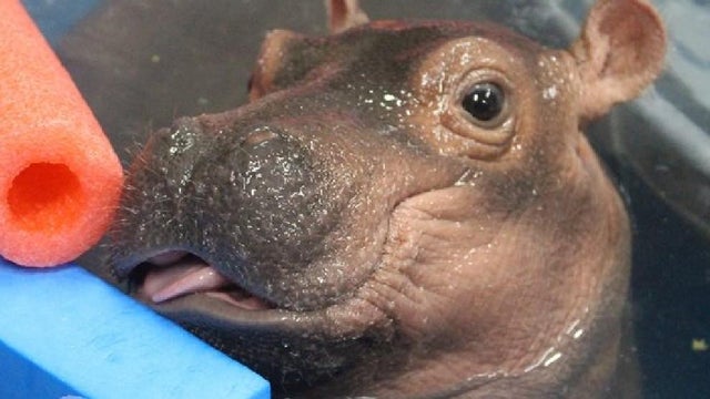 hippo.jpg 
