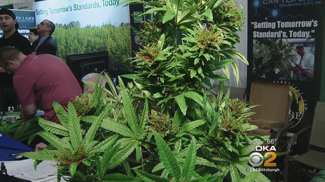 fake-marijuana-plant.jpg 