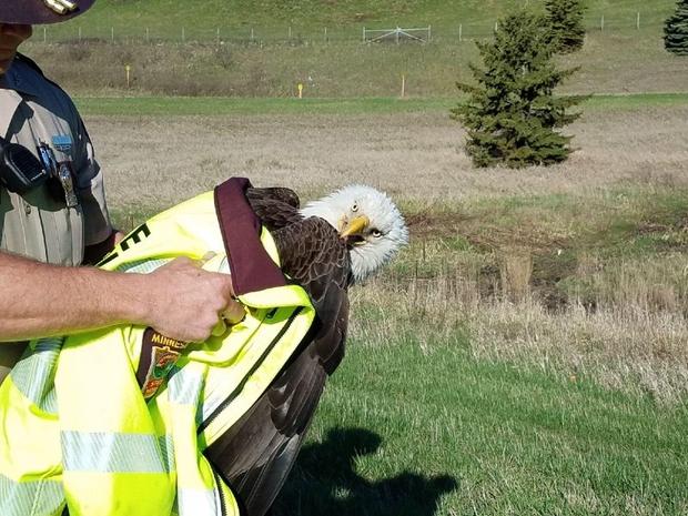Minnesota State Patrol - eagle rescue 