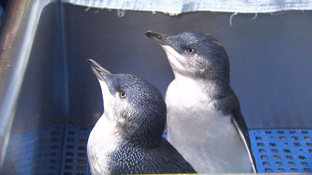 two-penguins 
