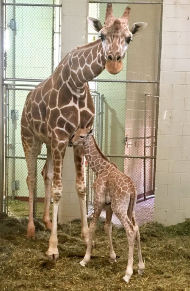 cheyenne mountain zoo baby giraffe2 