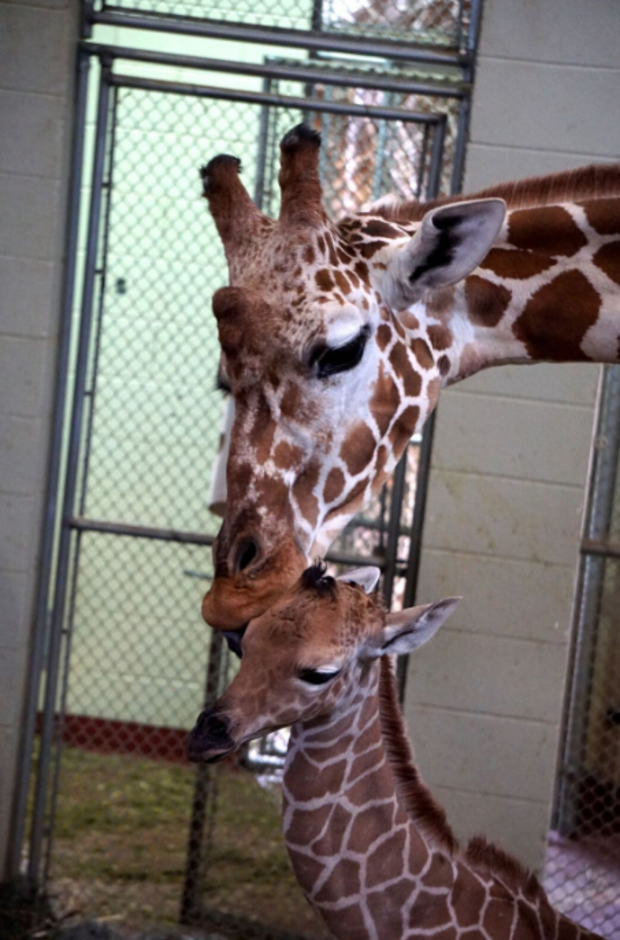 cheyenne mountain zoo baby giraffe5 