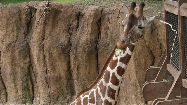 170425-dallas-zoo-katie-giraffe.jpg 