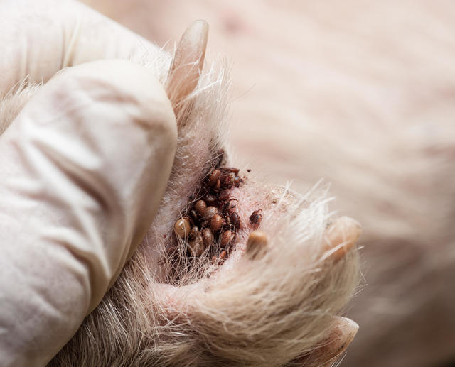 lyme disease in dogs skin
