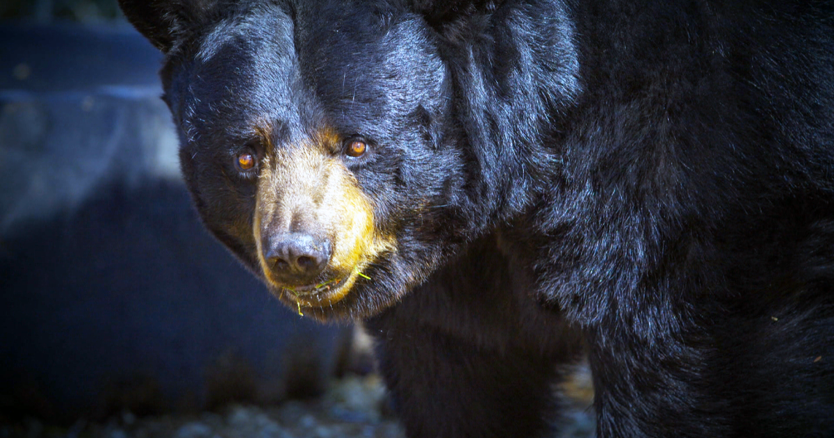 Colorado animal sanctuary sparks outrage after euthanizing all of its ...