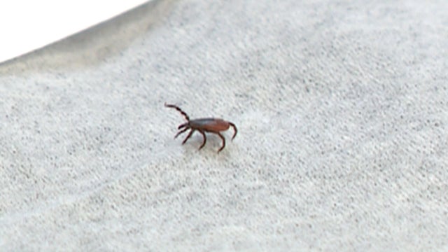 0505-health-tick.jpg 
