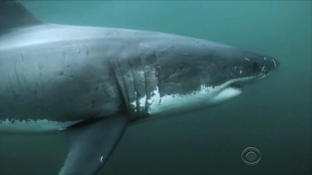 evans-shark-attacks-calif-2017-5-6.jpg